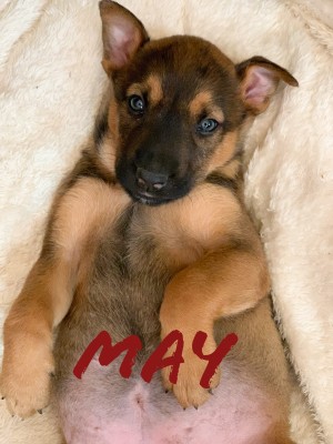 MAY