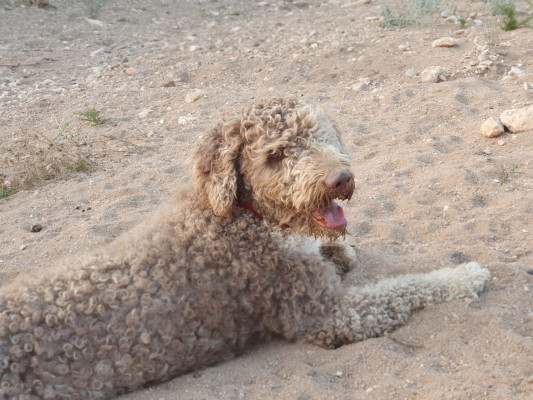 Rufo