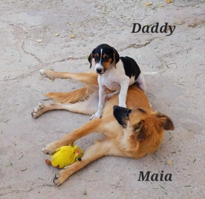MAIA