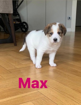 MAX MAX