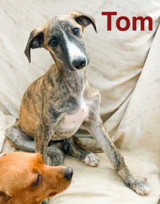 TOM