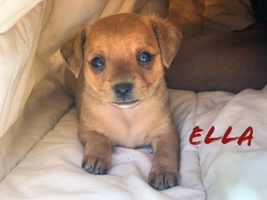 Ella