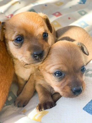 Camada Chihuahua Ginger