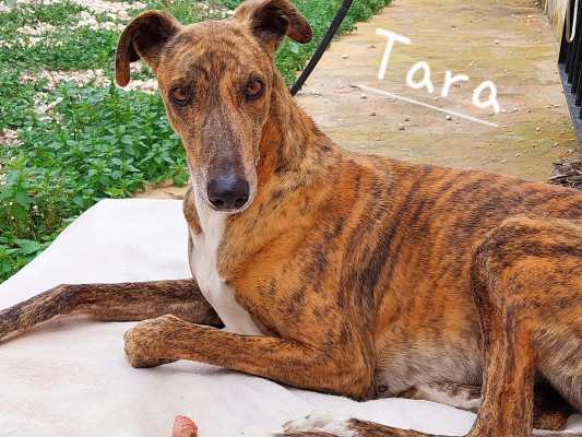 TARA