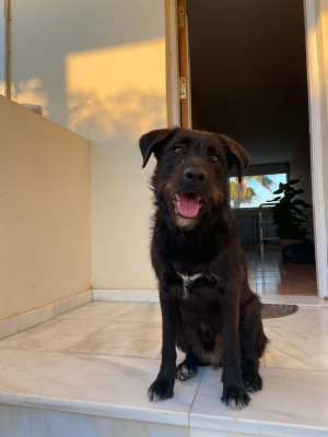 NOAR