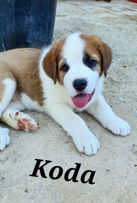 KODA