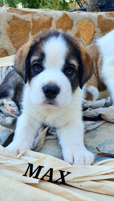 MAX