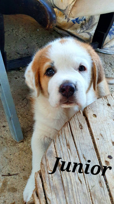 JUNIOR JUNIOR