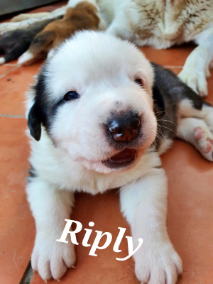 RIPLY