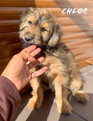 Chloe