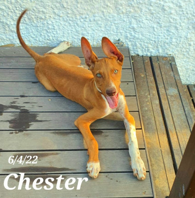 CHESTER CHESTER