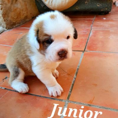 JUNIOR JUNIOR