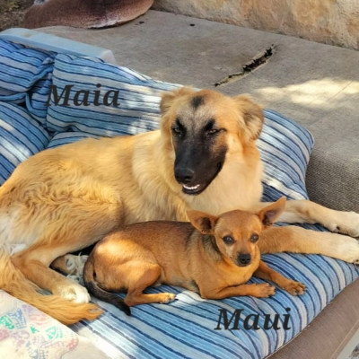 MAIA