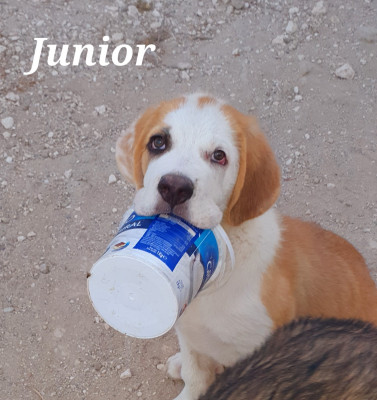 JUNIOR JUNIOR