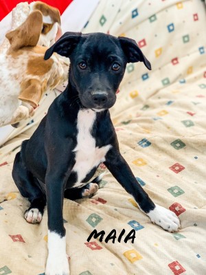 Maia Maia