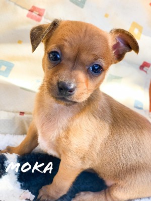 MOKA MOKA
