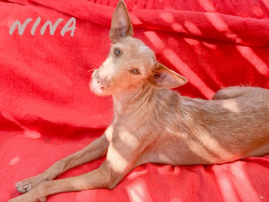 Nina