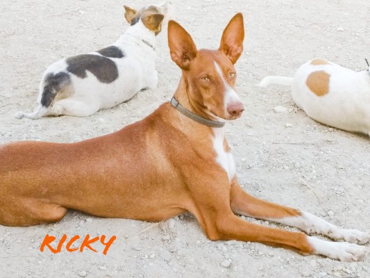 Ricky