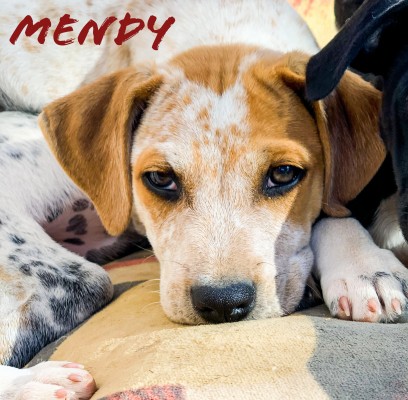 Mendy