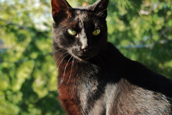 Blacky Blacky