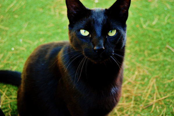 Blacky Blacky
