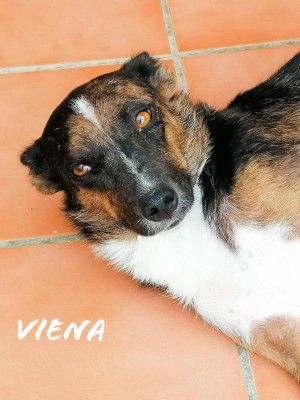 VIENA