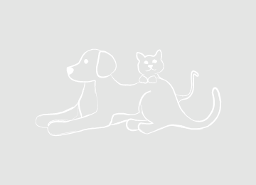 gatos y otros