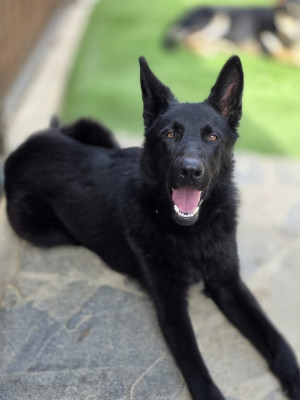 BELLA