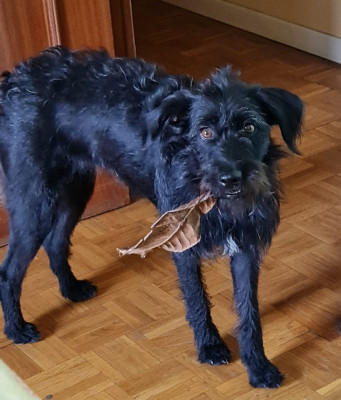Turca Turca