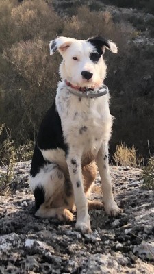 Pancho Pancho