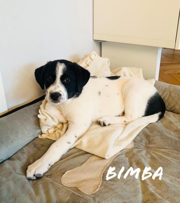 Bimba