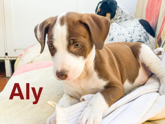 Aly