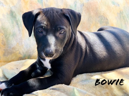 Bowie Bowie