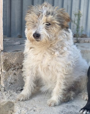 Pancho