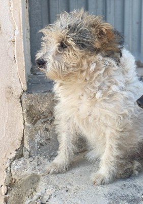 Pancho