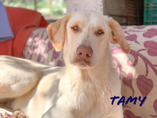 Tamy