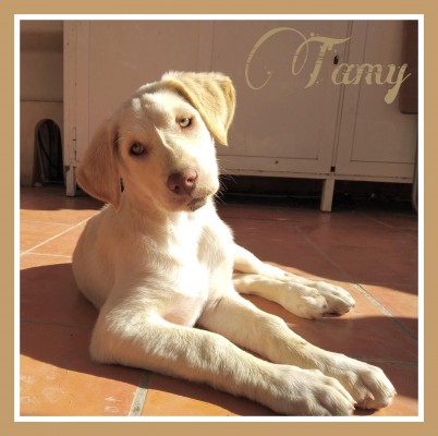 Tamy