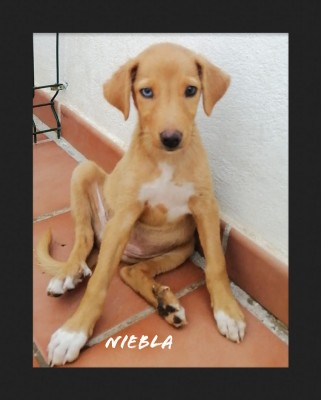 NIEBLA NIEBLA