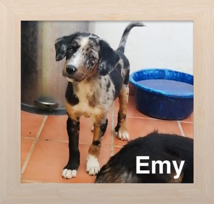 Emy Emy