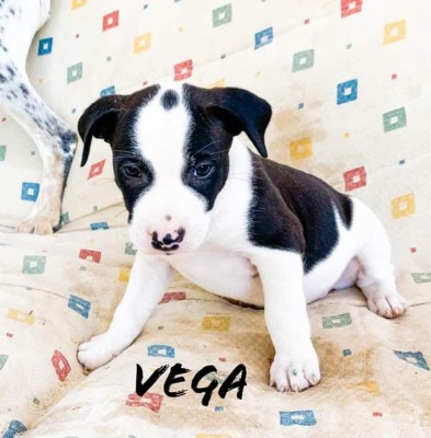 Vega