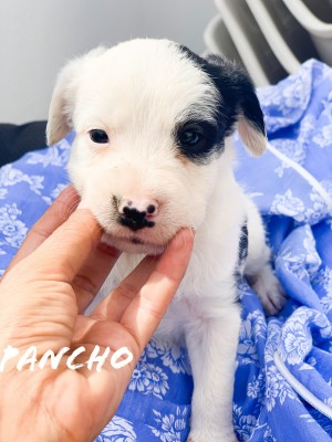 Pancho Pancho