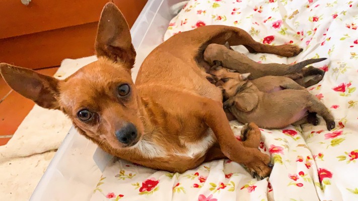 MAMÁ GINGER Y MOKA