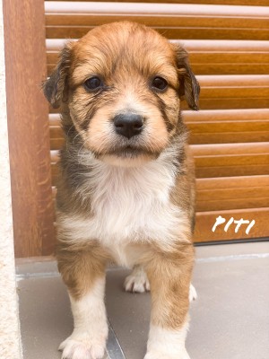 PITI PITI
