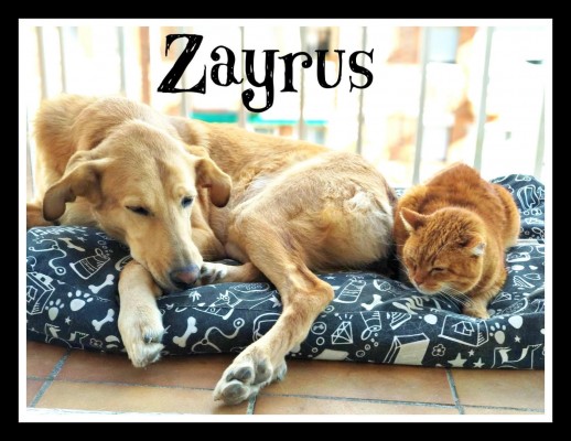 Zayrus